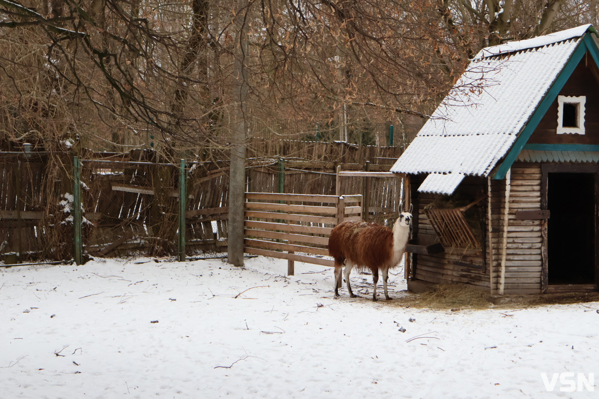 Як живе Луцький зоопарк взимку. Фоторепортаж
