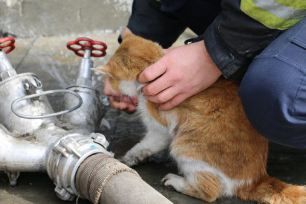 Українські вогнеборці врятували котика з задимленого приміщення і прихистили у пожежній частині