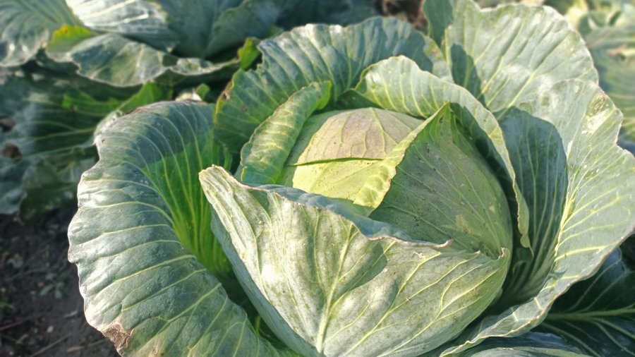 «Син купив розсаду — а ми продовжили його справу»: історія родини з Волині, яка вирощує капусту