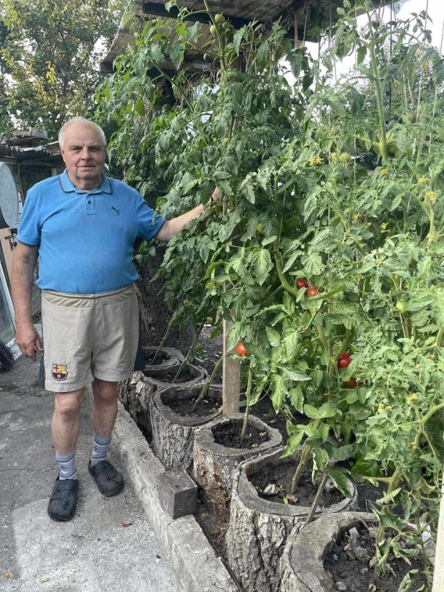 З кожного пеньочка – по відру врожаю: як лучанин отримує величезний врожай помідорів на невеликій ділянці