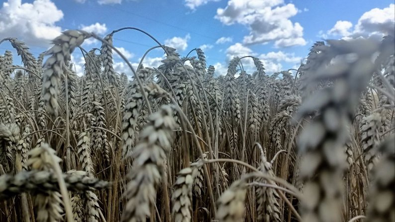 Вирощують ягоди, помідори, теплиці з квітами і гектари зернових: родина фермерів з Волині господарює вже 17 років