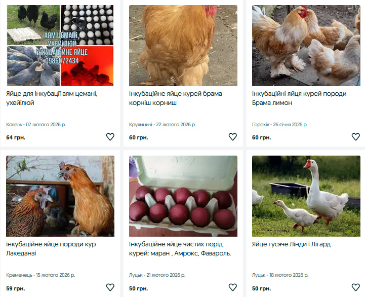 Гусячі, перепелині, елітні курячі: скільки на Волині коштують інкубаційні яйця?