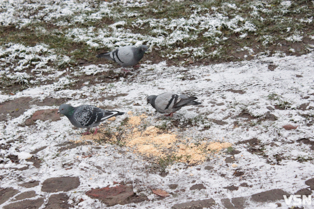 Чим взимку наповнити годівнички для птахів на вулицях Луцька?