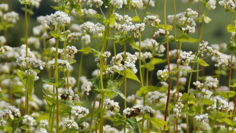 Чому на Волині зростає ціна на гречку та чи варто робити запаси?