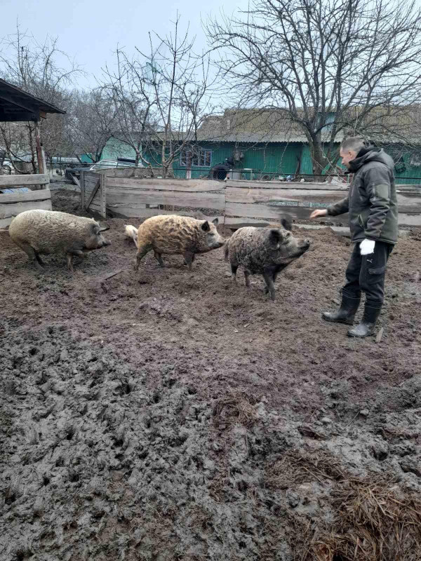 З таких порід роблять хамон і мармурові стейки: як волинянин вирощує свиней