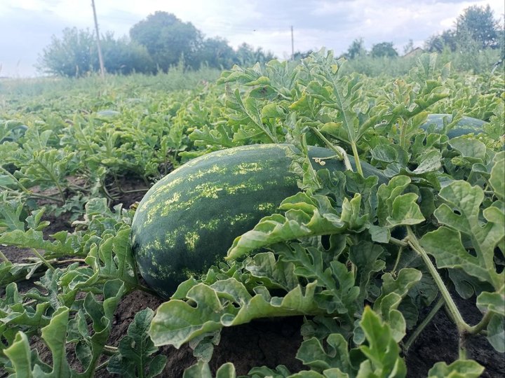 Волинянин виростив 15-кілограмового кавуна