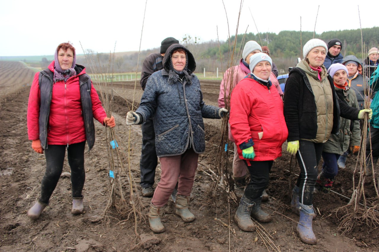 На Волині висадили найбільший вишневий сад в області