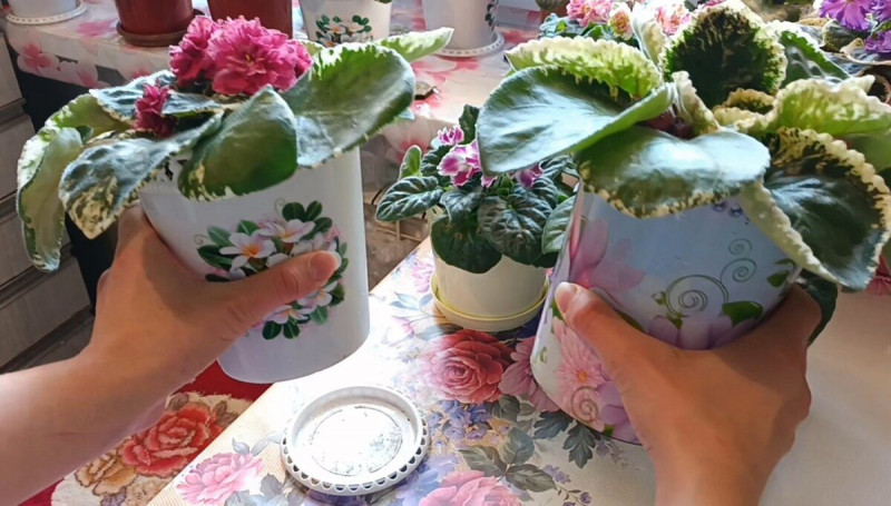 Як губка для посуду рятує вазони і в 1,5 раза продовжує їх цвітіння