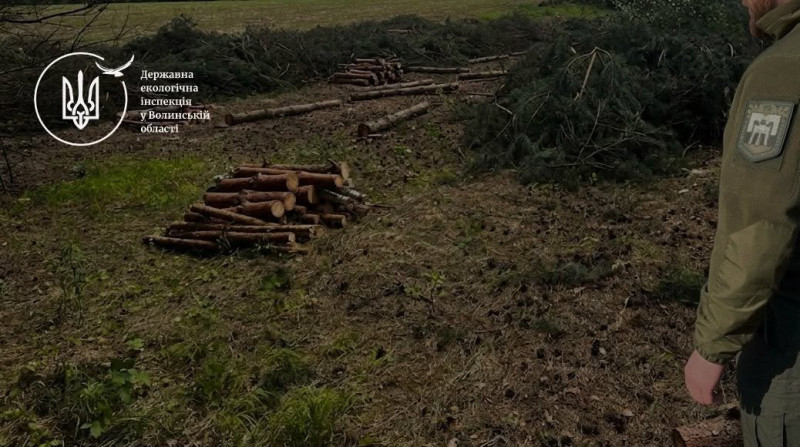 На Волині виявили масштабну незаконну вирубку лісу: збитки перевищують 1 мільйон гривень