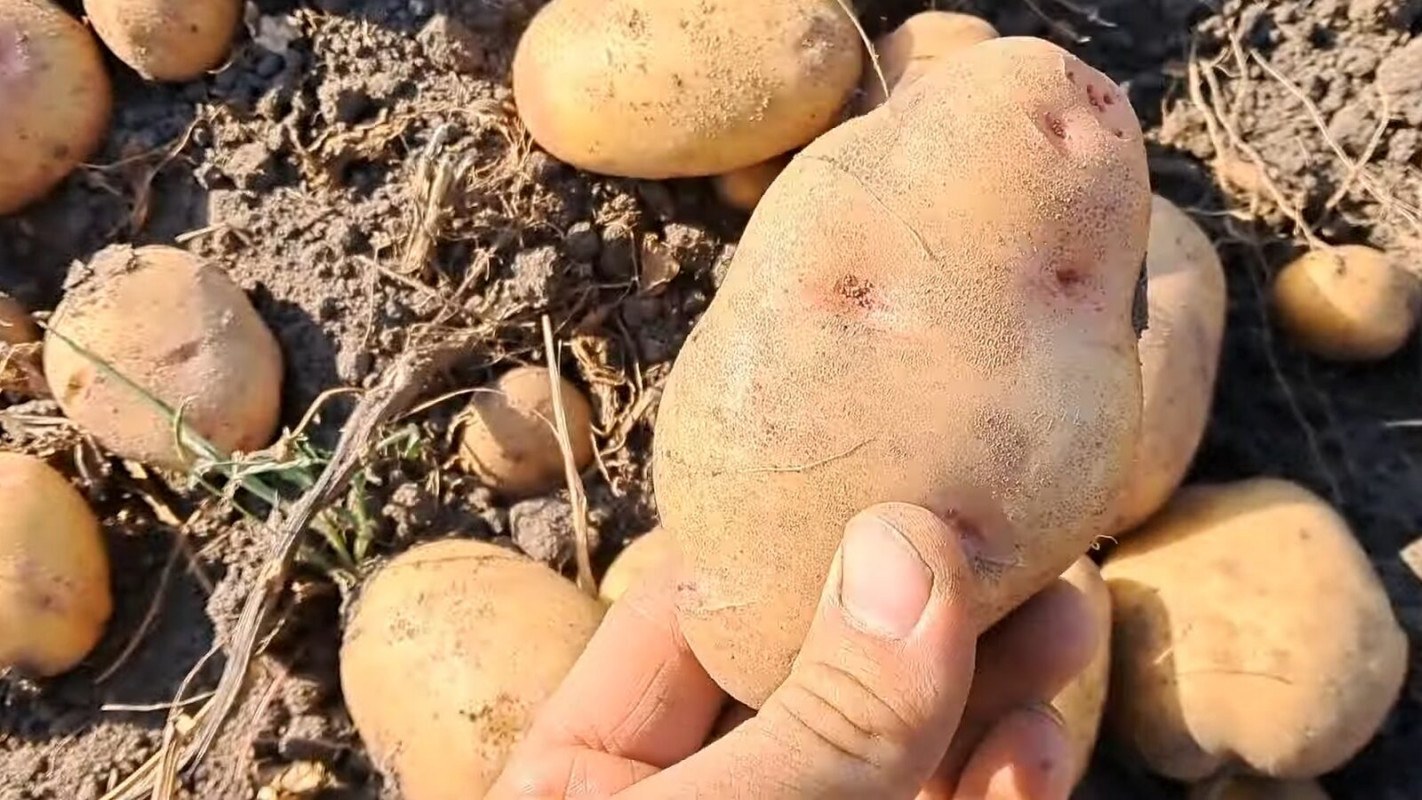 Дають щедрий урожай і гарно зберігаються до весни: 5 найкращих сортів картоплі