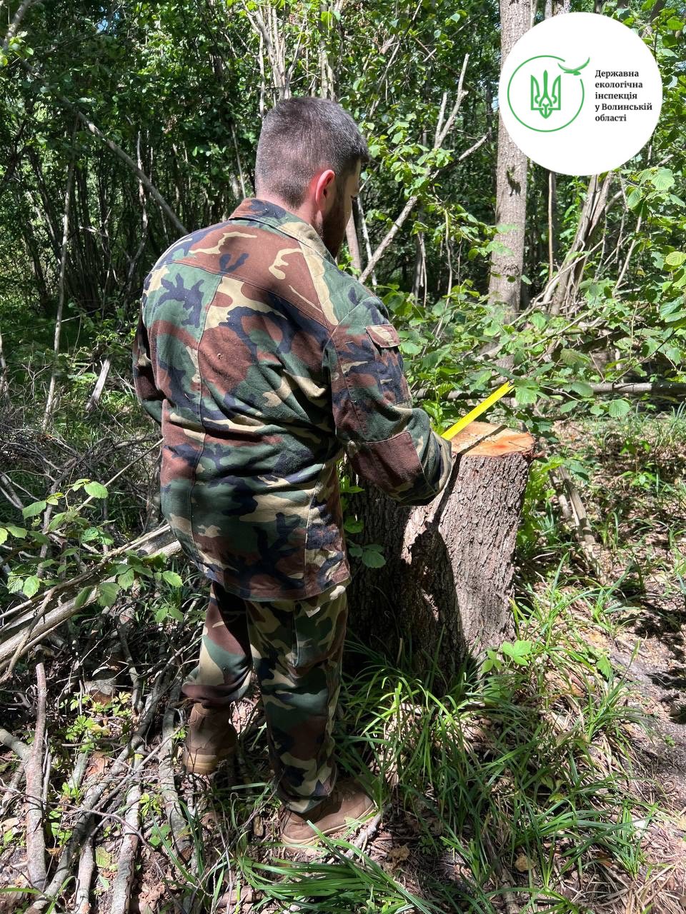 На Волині виявили масштабну незаконну вирубку дерев на майже 14 мільйонів гривень