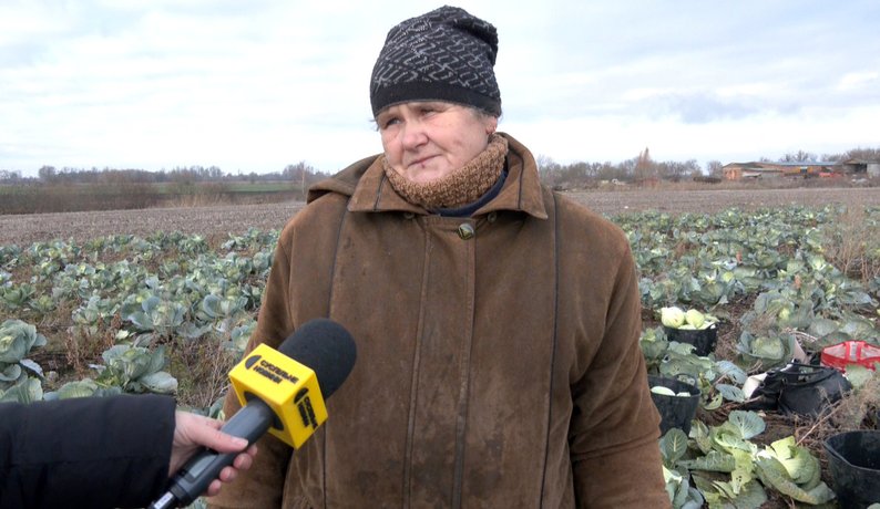 «Маленька, а має бути, як голова»: як на Волині вродила капуста