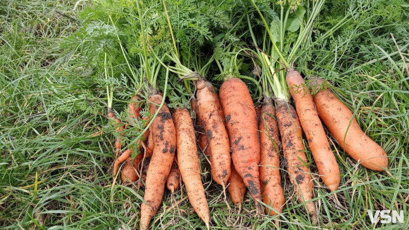 Коли висаджувати розсаду та сіяти насіння: календар городніх робіт на Волині