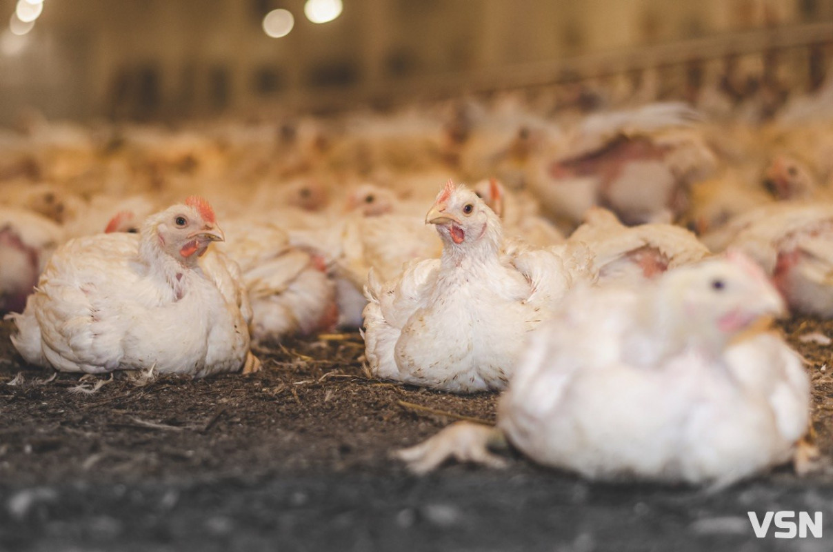 Весняний догляд за бройлерами: поради від ветеринара Avesterra Group