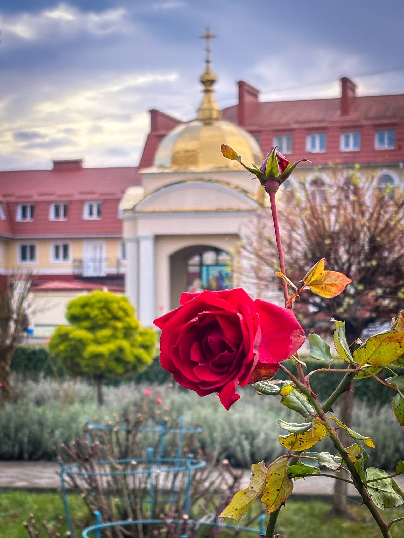 Передріздвяне диво у Луцьку: біля собору посеред зими розквітли квіти