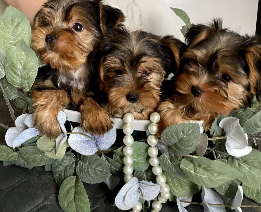 На Волині продають собак по $1500: топ-5 найдорожчих порід