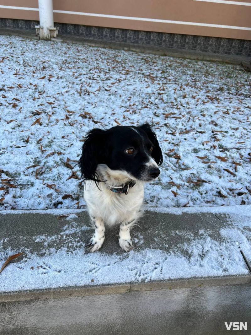 Від перших снігів до лютневих відлиг: якою була зима у Луцьку. Фоторепортаж