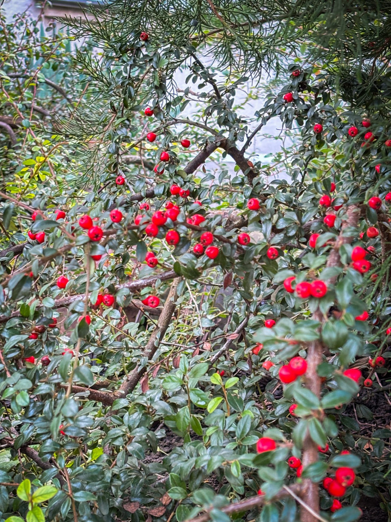 Передріздвяне диво у Луцьку: біля собору посеред зими розквітли квіти