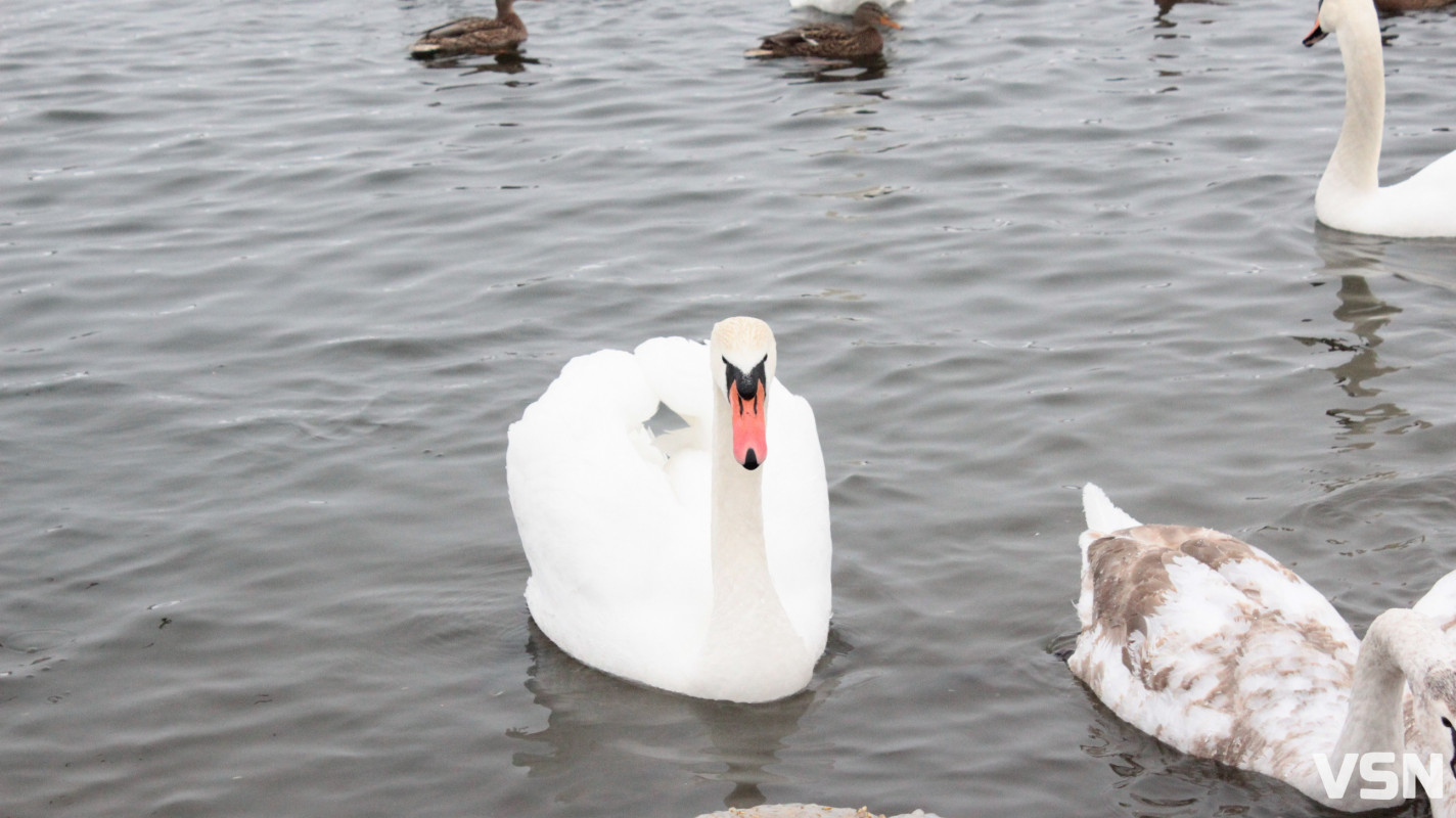 Ковель після снігопадів: фоторепортаж із засніженого міста