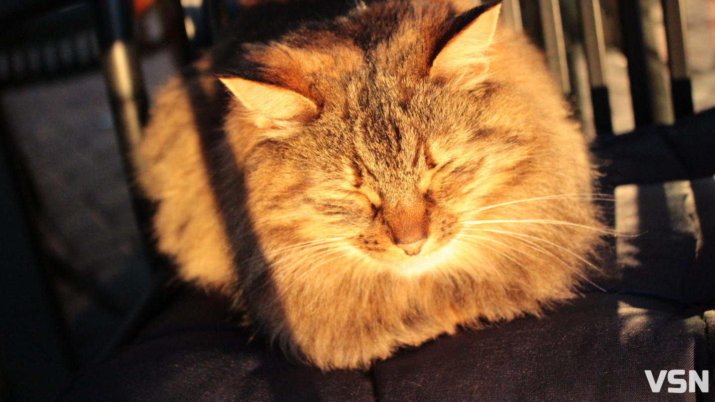 Засніжений Луцьк: як виглядають парки та двори міста взимку напередодні Нового 2026 року. Фоторепортаж