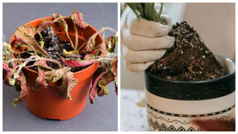 Як не помилитися з поливом вазонів узимку: 4 дієві способи