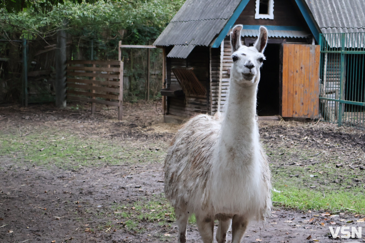 У Луцькому зоопарку готуються до зими: тварин переводять у теплі вольєри, а для відвідувачів уже готують свято Миколая