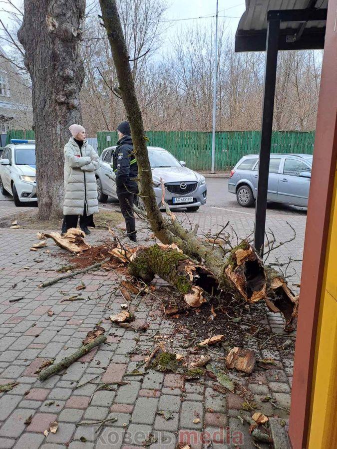 У місті на Волині гілка з дерева впала на припарковане авто