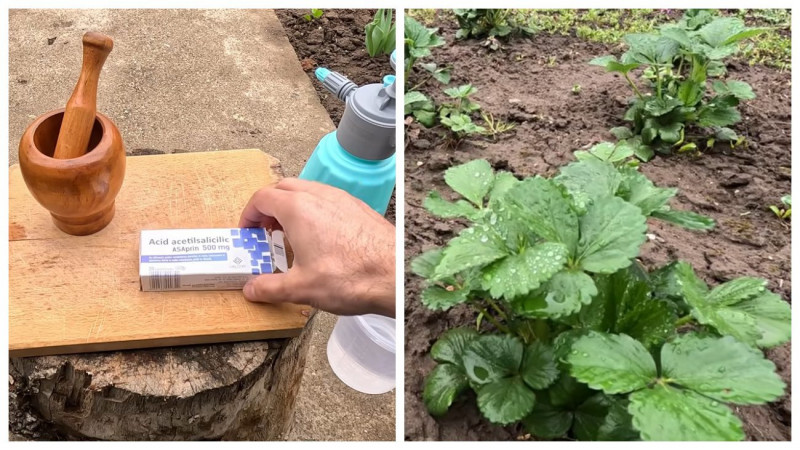 Як зробити полуницю більшою і солодшою: лайфхак з аспірином