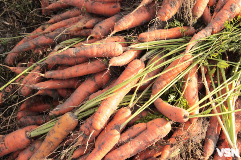 Коли висаджувати розсаду та сіяти насіння: календар городніх робіт на Волині