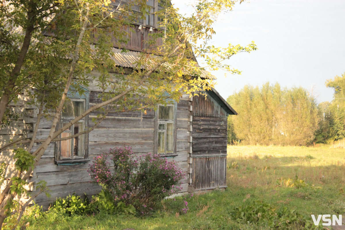Вовки та лисиці на Волині: яка ситуація з нападами диких тварин у громадах?