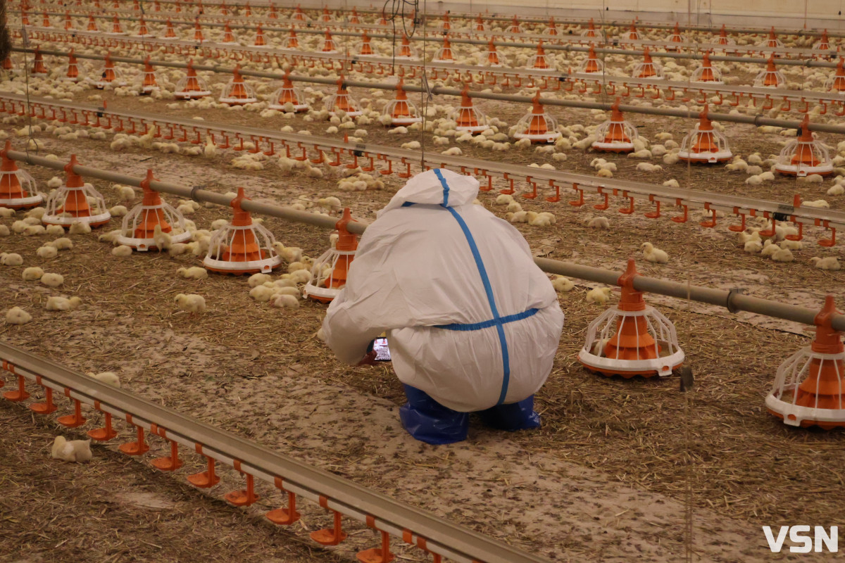 Avesterra Group відкрила на Волині сучасний комплекс із вирощування курчат-бройлерів за 15 мільйонів євро