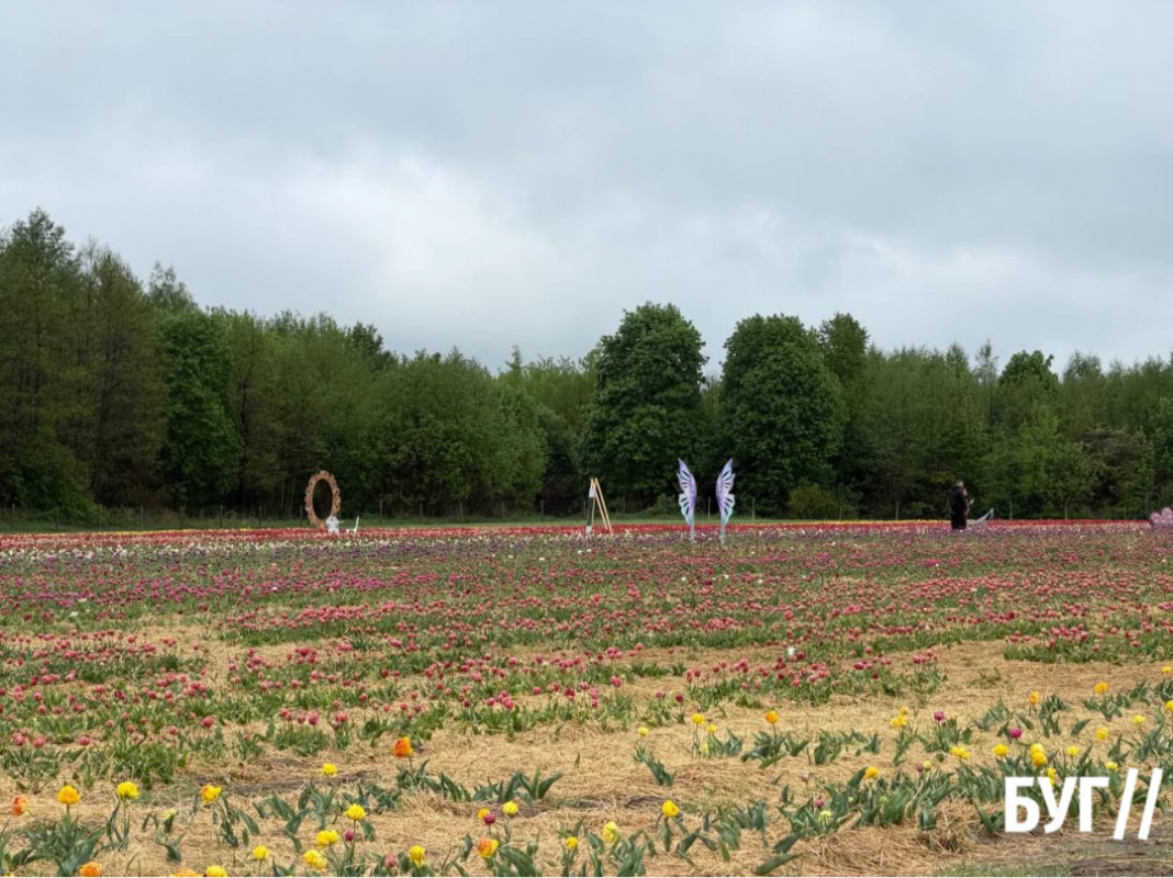 Весняна казка у «Волинській Голландії»: стартував знаменитий фестиваль тюльпанів. Фото