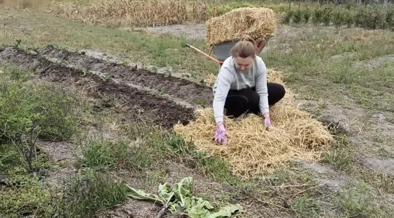 Коли варто садити полуницю восени: садівниця розкрила секрет гарного врожаю