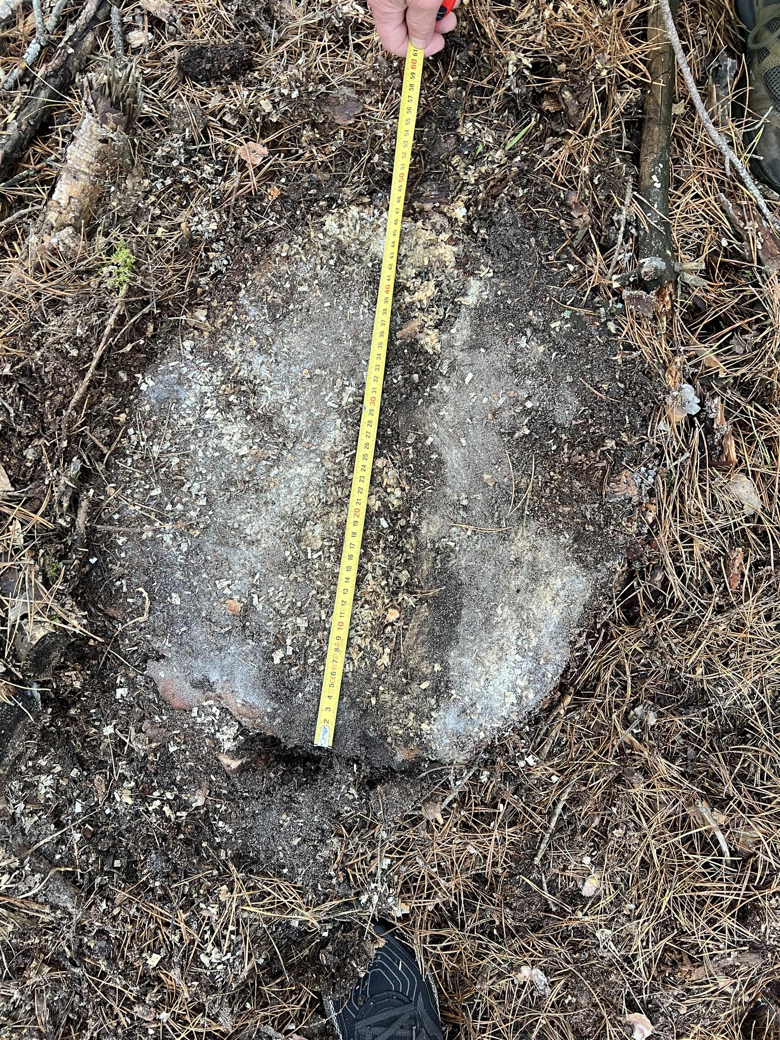 У Луцькому районі на території нацпарку виявили незаконну рубку лісу на майже 2 млн грн