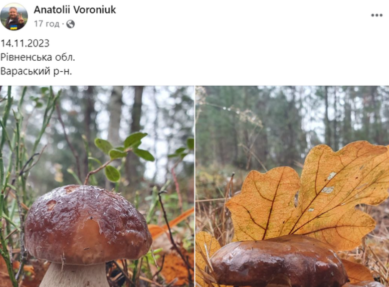 Збирають велетні відрами: на Рівненщині у листопаді з’явилося аномально багато їстівних грибів. Фото. Відео