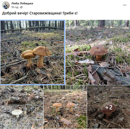 Чи є гриби на Волині: де шукають лісові трофеї після дощів?
