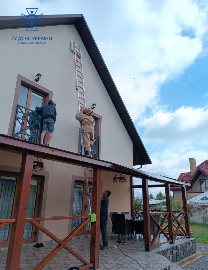 На Волині рятувальники ліквідували три гнізда шершнів