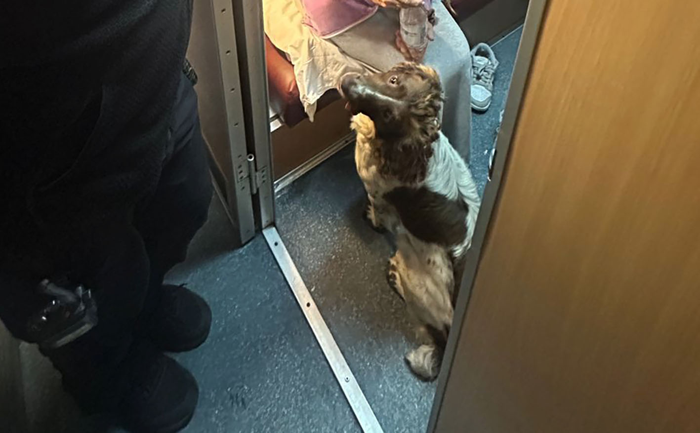 На волинських пунктах пропуску службові собаки винюхали наркотики в потязі та в авто