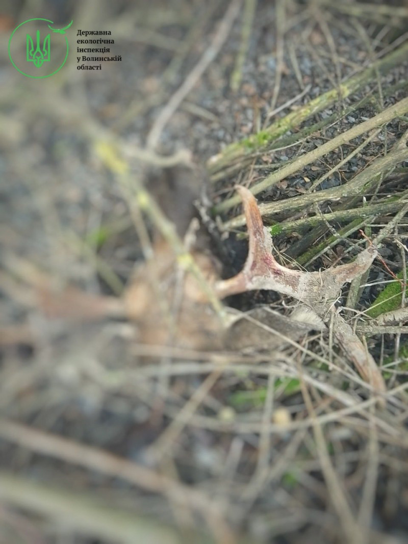 На Волині браконьєри вбили двох червонокнижних лосів