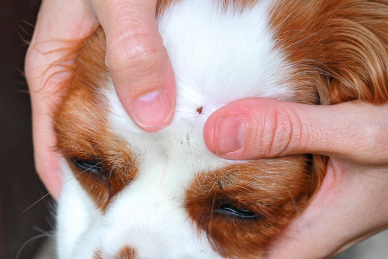 Чому кліщі опиняються у ліжку: ветеринар з Волині пояснив небезпеку після прогулянок із тваринами