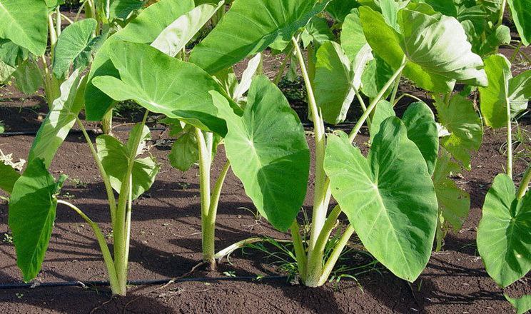 Спаржа, батат і кавуни: які незвичні культури вирощують на Волині