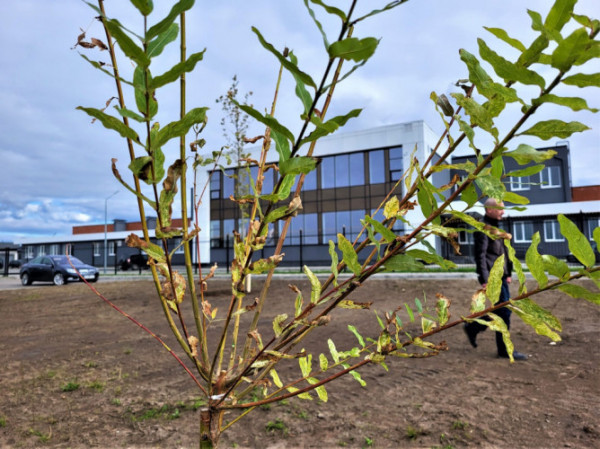 Розкішні платани: на березі Турії в Ковелі саджають нові дерева