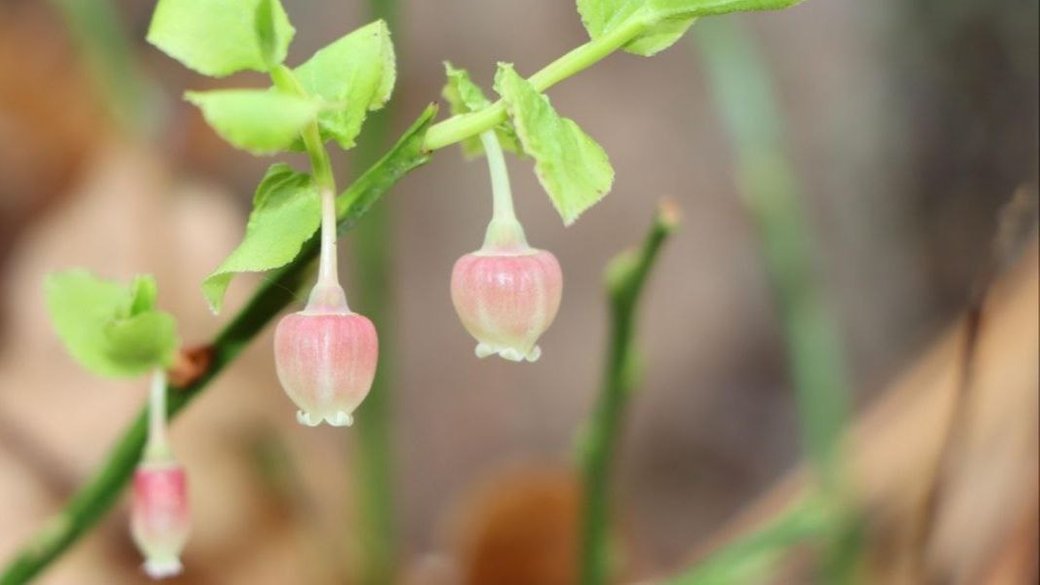 Природна аномалія: на Волині восени зацвіла чорниця