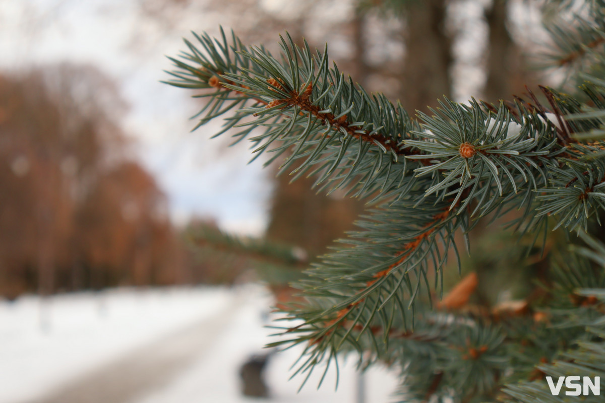 Як виглядає центральний парк у Луцьку у перші дні 2026 року. Фоторепортаж