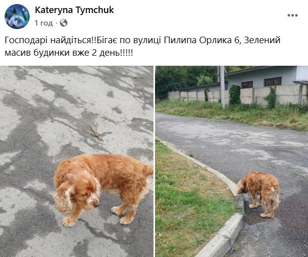 У Луцьку після атаки ворога масово розшукують собак, які повтікали від вибухів