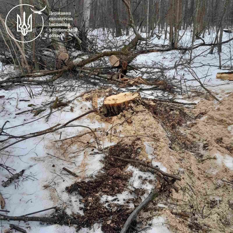 568 пнів і мільйонні втрати: у громаді на Волині розслідують незаконну вирубку