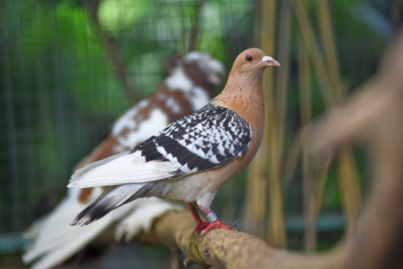 Луцький зоопарк зорганізував порятунок кількох десятків голубів з-під Бахмута