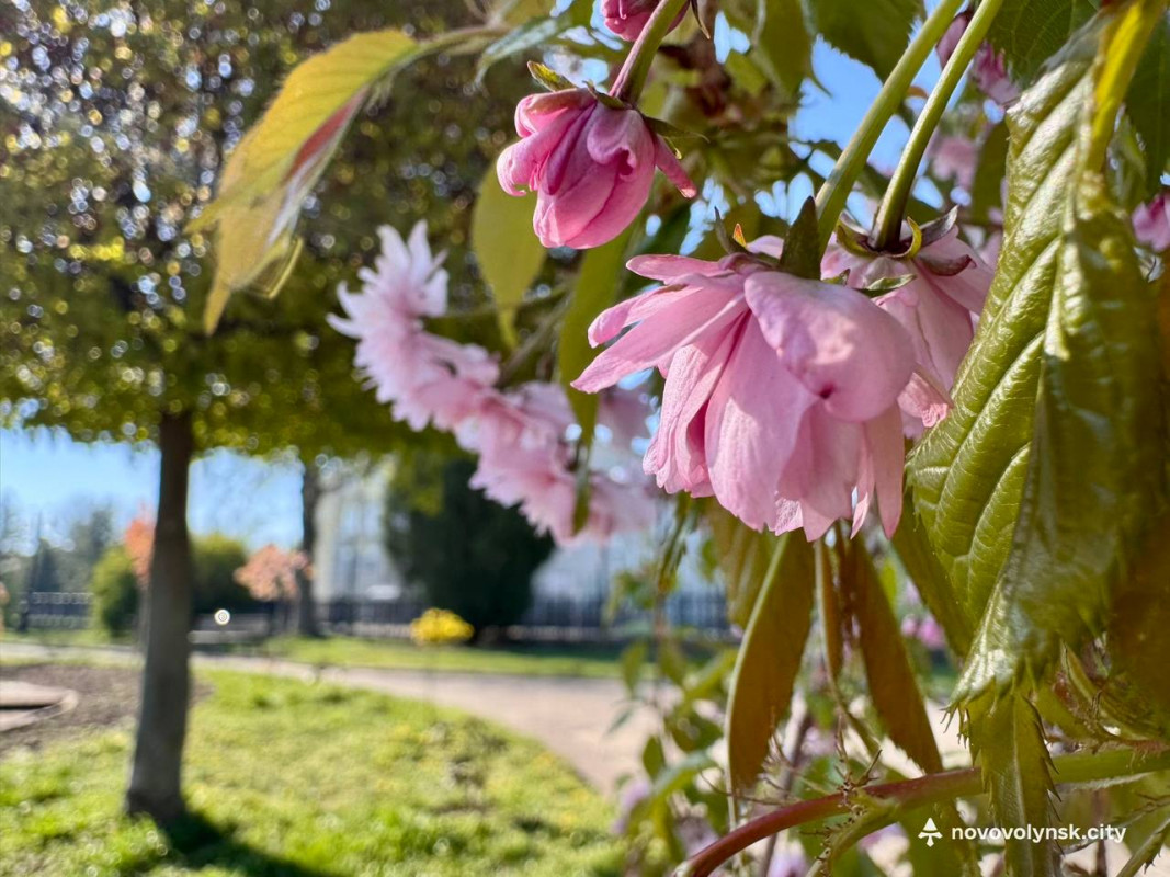 У місті на Волині розквітли сакури та мигдаль. Фото