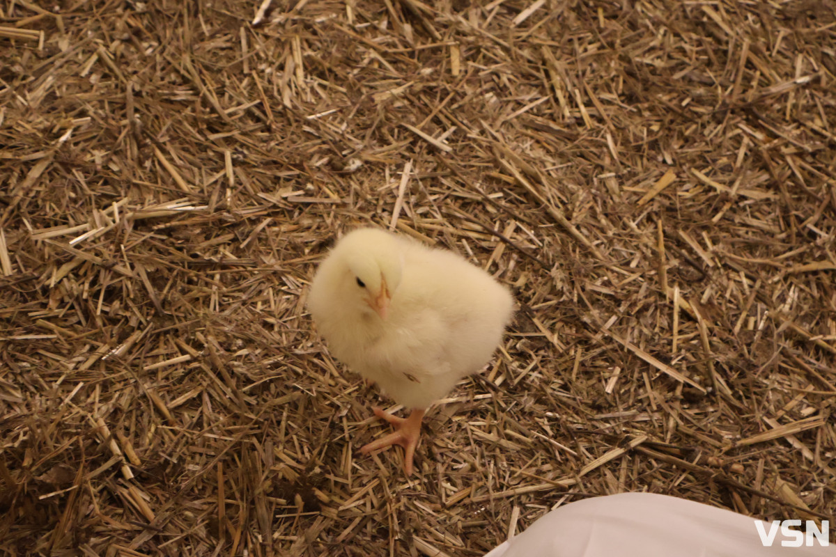 Весняний догляд за бройлерами: поради від ветеринара Avesterra Group