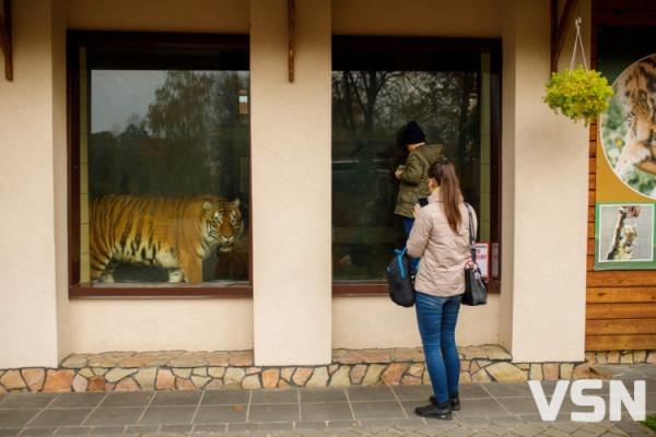 «Зоопарк евакуювати неможливо», - очільниця луцького звіринця Людмила Денисенко